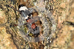 Ant beetle (Thanasimus formicarius)