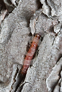 Ant beetle, Thanasimus formicarius on pine bark