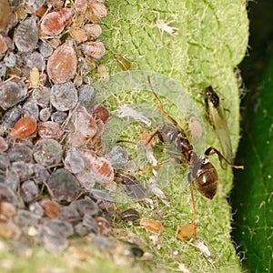 Ant and Black and green Aphids