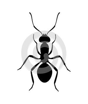 Ant black silhouette top view. Icon or insect symbol.