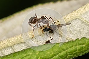 Ant and Black Winged Aphid