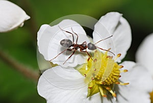 Ant on bloom