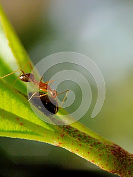 Ant branch on green leafs background