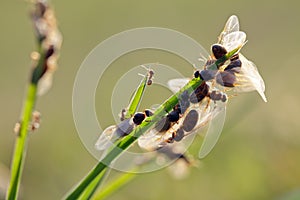 Ant breeding photo