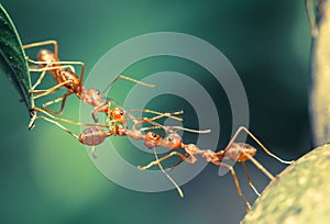 Ant bridge teamwork