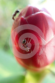 Ant on a bud