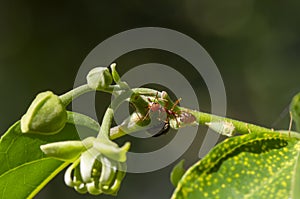 An ant on cananga odorata bud flowers