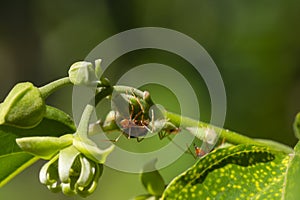 An ant on cananga odorata bud flowers