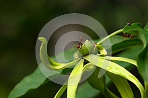 An ant on a cananga odorata flower