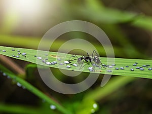 Ant are caring for the larvae of aphids
