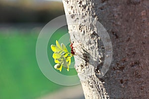 Hormiga llevar comida en alrededor árboles 