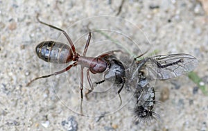 An Ant carrying a dead house fly on a concrete floor surface.