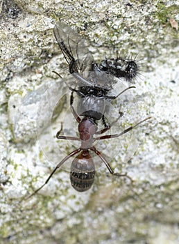 An Ant carrying a dead house fly on a concrete floor surface.