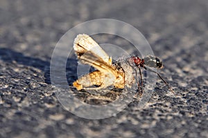 Ant carrying dead moth