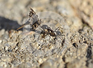 Ant carrying dry leaf