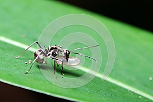 Ant carrying egg on the leaf