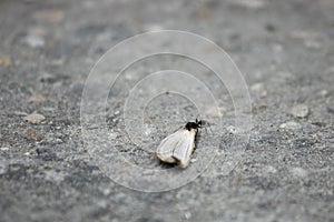 Ant carrying food