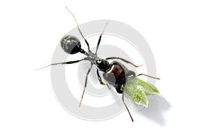 Ant carrying food