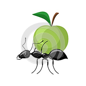 Ant carrying food isolated on white background. Bug carrying apple and walking to the anthill