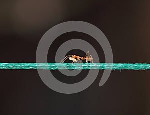 Ant carrying food on a rope