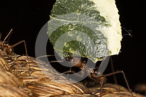 Ant Carrying Leaf Macro