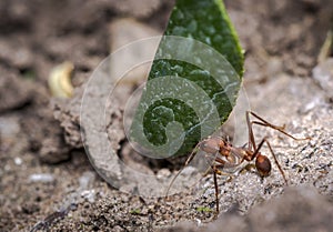 Ant carrying leaf parts to its nest