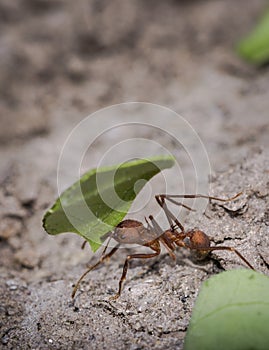 Ant carrying leaf parts to its nest