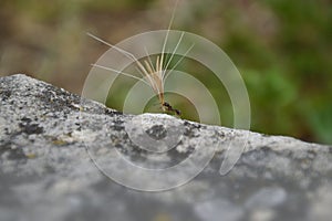 Ant carrying an overlarge grain