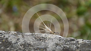 Ant carrying an overlarge grain