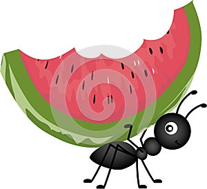 Ant Carrying Watermelon