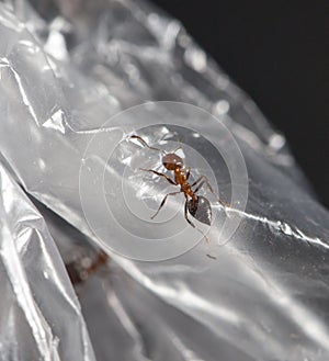 Ant on cellophane