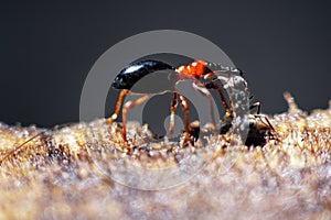 The ant is chatting with other animals