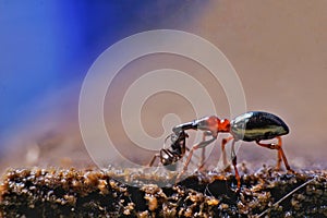 the ant is chatting with other animals