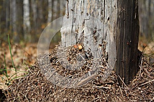 Ant city