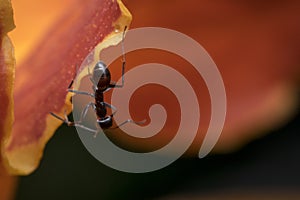 Ant cleaning itself while hanging on a petal