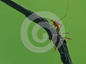 Ant Climb