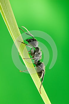 Ant climb on blade of grass