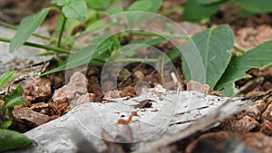 Ant climbing on branch tree. Many red ants are reconnaissance on mango leaves in a windy day. No Sound. Close up of weaver ants