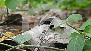 Ant climbing on branch tree. Many red ants are reconnaissance on mango leaves in a windy day. No Sound. Close up of weaver ants