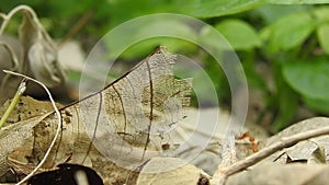 Ant climbing on branch tree. Many red ants are reconnaissance on mango leaves in a windy day. No Sound. Close up of weaver ants