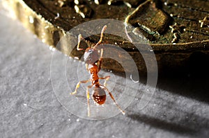 Ant climbing on coin