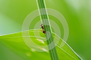 Ant Climbing Green Grass