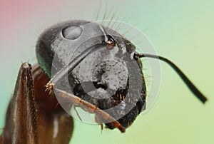 Ant close up eyes insect macro photography