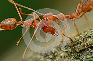 Ant