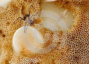 Ant closeup on mushroom