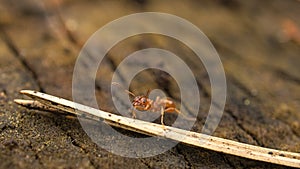 Ant collecting food in close up . the small industrious insects are very nimble