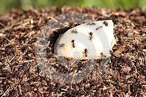 Ant colonies