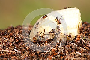 Ant colonies