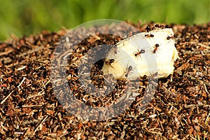 Ant colonies