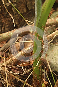 ant colonies are working together